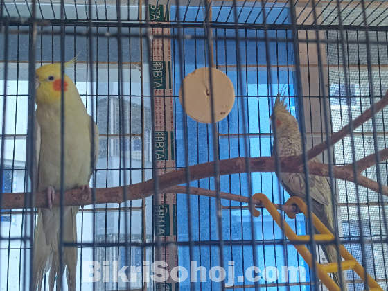 ককাটেল পাখি খাচা সহ